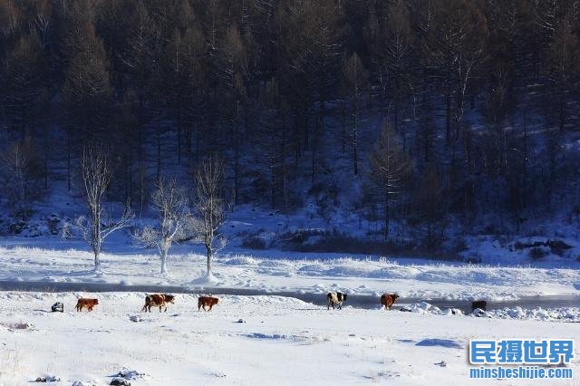 冬季来了,雪景拍摄攻略与最实用的技巧您学会了吗?