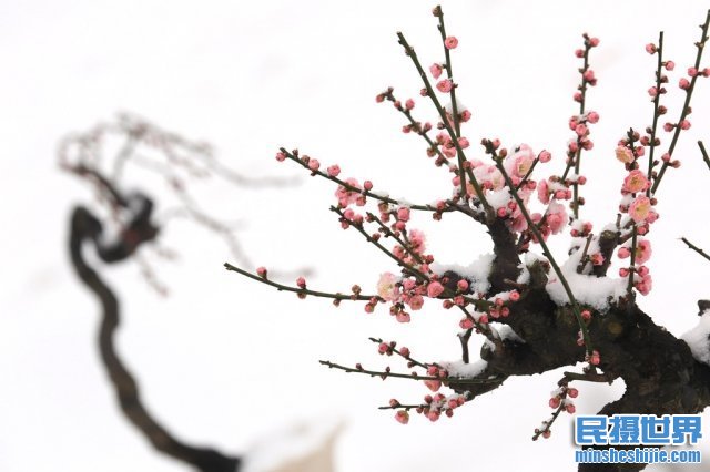 冬季来了,雪景拍摄攻略与最实用的技巧您学会了吗?