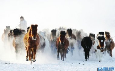 乌兰布统草原首届马文化摄影节-感受雪地万马奔腾的震撼场面
