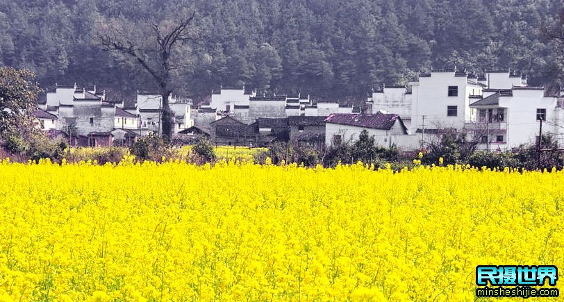 民摄世界婺源油菜花摄影团-十里画廊-土楼群-石潭-卢村-宏村-塔川-江岭-篁岭晒秋摄影团