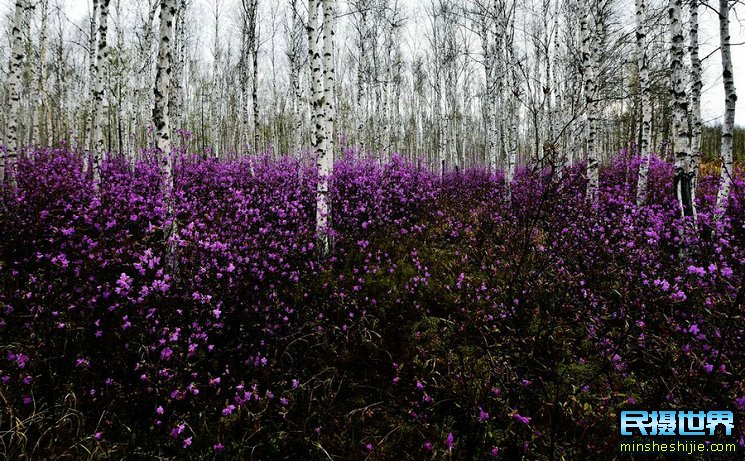 摄影展览-白桦与杜鹃的情意-大兴安岭的诗情画意