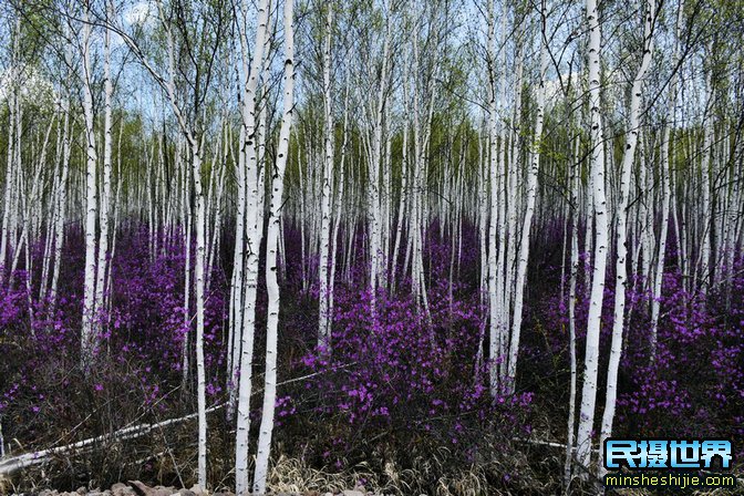 摄影展览-白桦与杜鹃的情意-大兴安岭的诗情画意