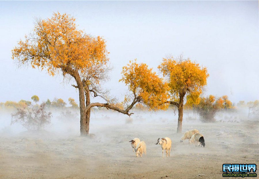 南疆摄影团一次新疆大环线南疆胡杨摄影团-含喀什-和田-轮胎胡杨摄影团