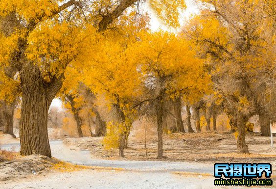 南疆摄影团一次新疆大环线南疆胡杨摄影团-含喀什-和田-轮胎胡杨摄影团