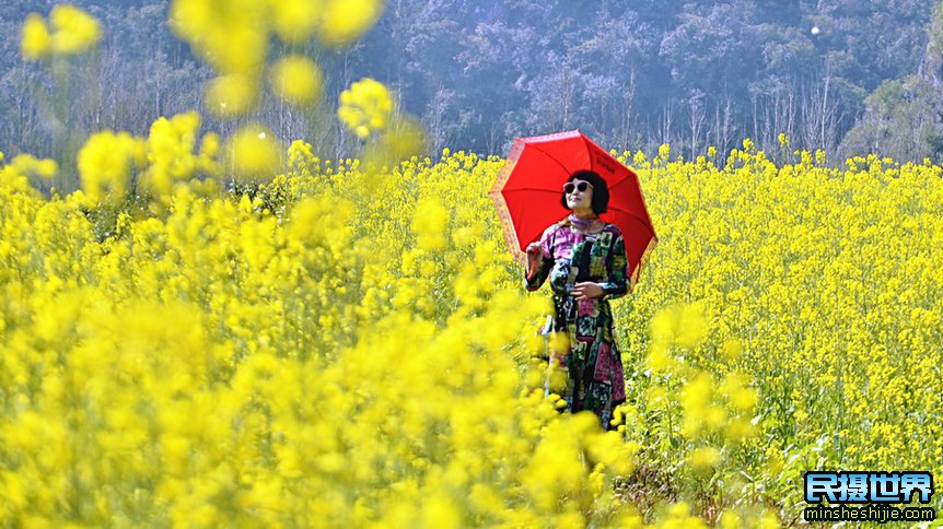 民摄世界云南摄影团-含普者黑-东川红土地-罗平油菜花-元阳梯田摄影团