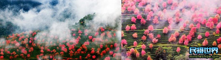 中国最美樱花摄影团-含大理古城-腾冲银杏古城-八卦太极峡谷雪山-独龙族纹面