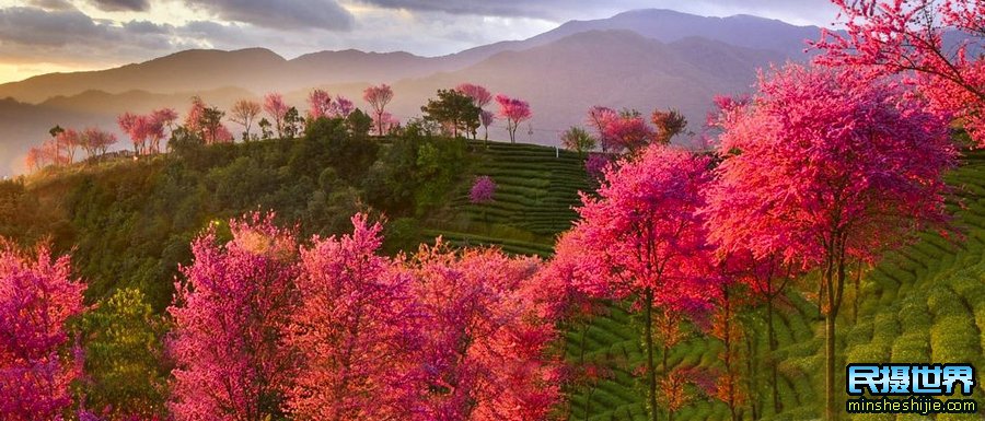 中国最美樱花摄影团-含大理古城-腾冲银杏古城-八卦太极峡谷雪山-独龙族纹面