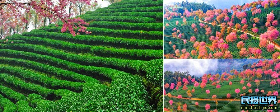 中国最美樱花摄影团-含大理古城-腾冲银杏古城-八卦太极峡谷雪山-独龙族纹面