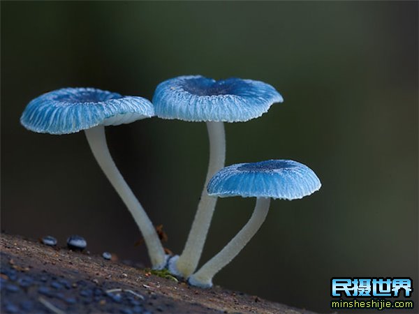 民摄世界用摄影的眼光去拍照-原来微观界是如此的震撼与精彩