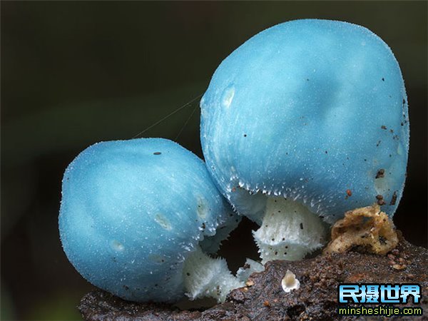 民摄世界用摄影的眼光去拍照-原来微观界是如此的震撼与精彩