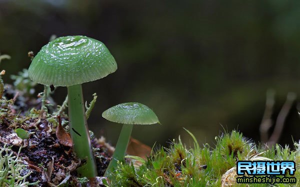 民摄世界用摄影的眼光去拍照-原来微观界是如此的震撼与精彩