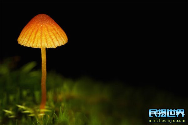 民摄世界用摄影的眼光去拍照-原来微观界是如此的震撼与精彩