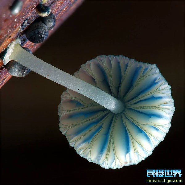 民摄世界用摄影的眼光去拍照-黄赞 微摄影,真菌微摄影,蘑菇摄影,蘑菇