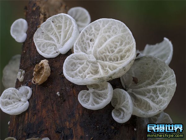民摄世界用摄影的眼光去拍照-原来微观界是如此的震撼与精彩