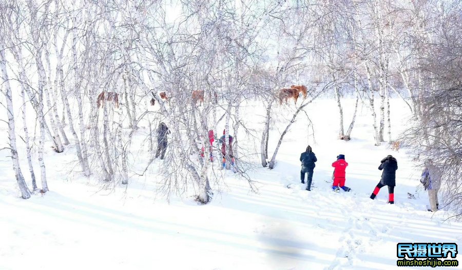 冬季坝上深度摄影团团-一次坝上冰雪风光人文摄影团-感受坝上雪中跑马场景