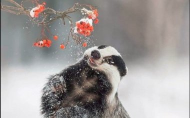 看自然摄影师如何捕捉野生动物犯蠢的趣味画面