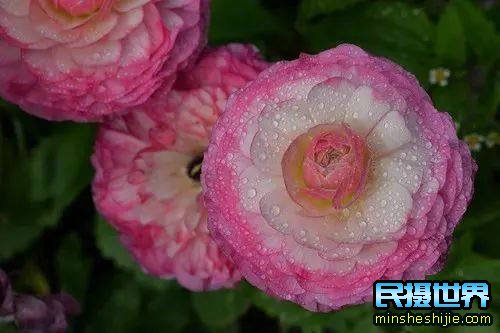 阳春三月花,这些最实用的花卉拍摄技巧您知道了吗?