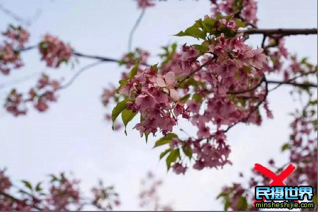 阳春三月花,这些最实用的花卉拍摄技巧您知道了吗？