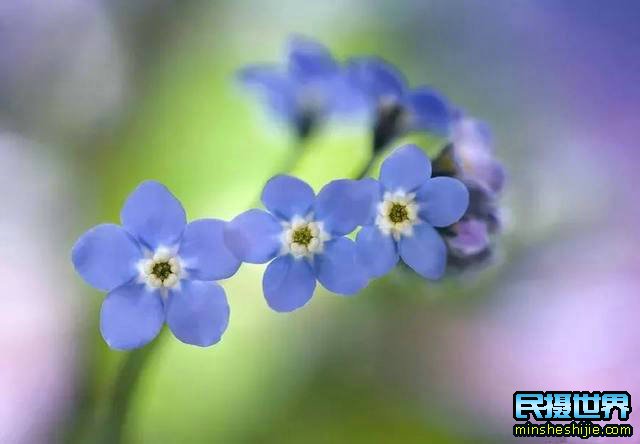 阳春三月花,这些最实用的花卉拍摄技巧您知道了吗？