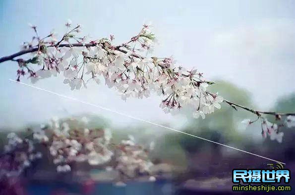 阳春三月花,这些最实用的花卉拍摄技巧您知道了吗?