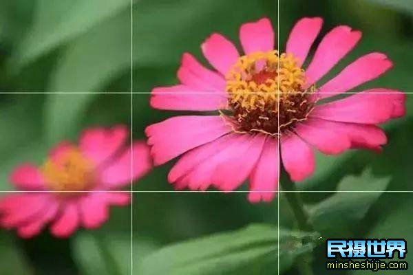 阳春三月花,这些最实用的花卉拍摄技巧您知道了吗?