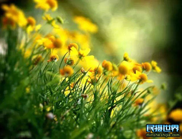 阳春三月花,这些最实用的花卉拍摄技巧您知道了吗?
