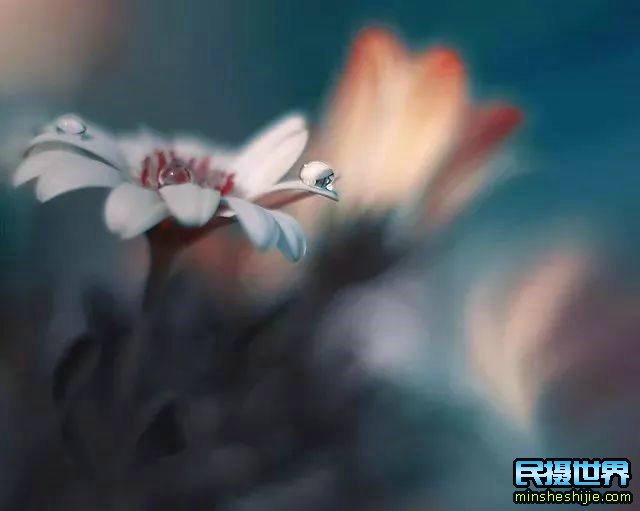 阳春三月花,这些最实用的花卉拍摄技巧您知道了吗?