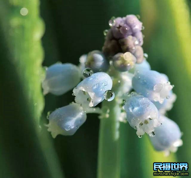 阳春三月花,这些最实用的花卉拍摄技巧您知道了吗？