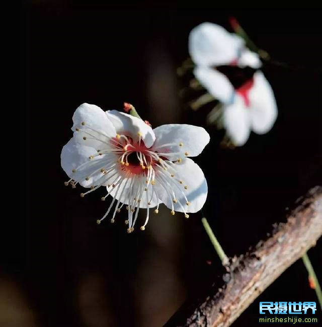阳春三月花,这些最实用的花卉拍摄技巧您知道了吗?