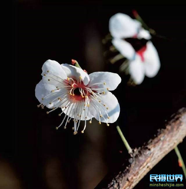 阳春三月花,这些最实用的花卉拍摄技巧您知道了吗？