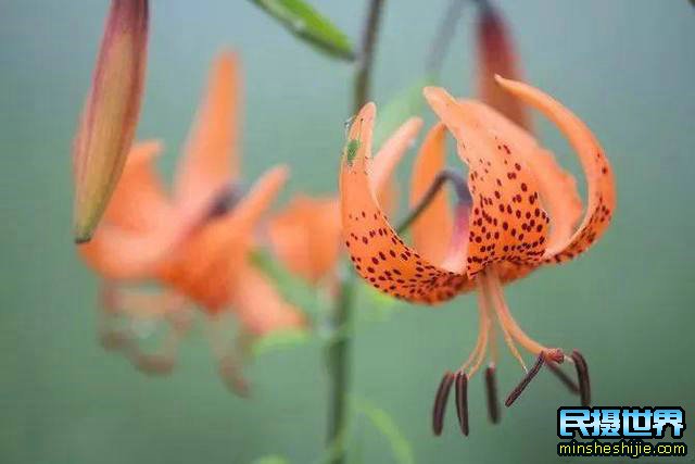 阳春三月花,这些最实用的花卉拍摄技巧您知道了吗?