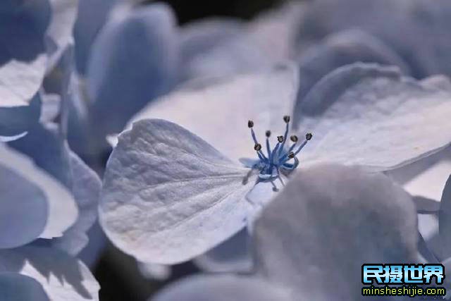 阳春三月花,这些最实用的花卉拍摄技巧您知道了吗?