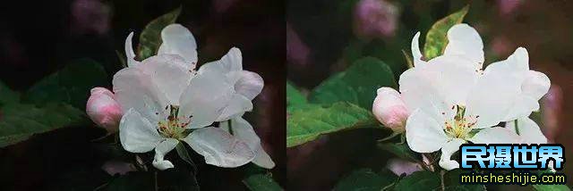 阳春三月花,这些最实用的花卉拍摄技巧您知道了吗?