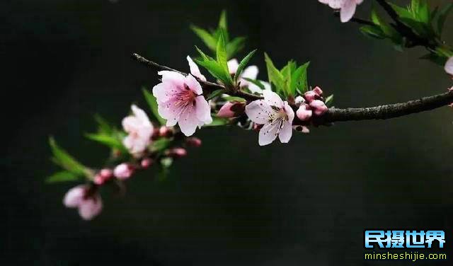 阳春三月花,这些最实用的花卉拍摄技巧您知道了吗?