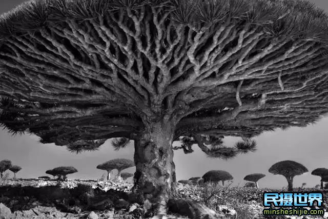 Beth Moon拍摄世界上古树魅力-太美了