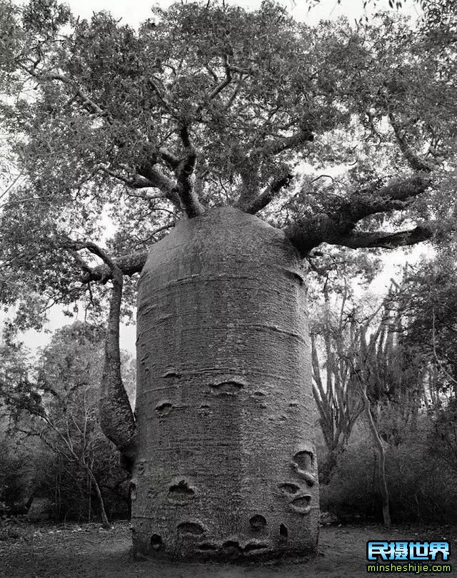 Beth Moon拍摄世界上古树魅力-太美了