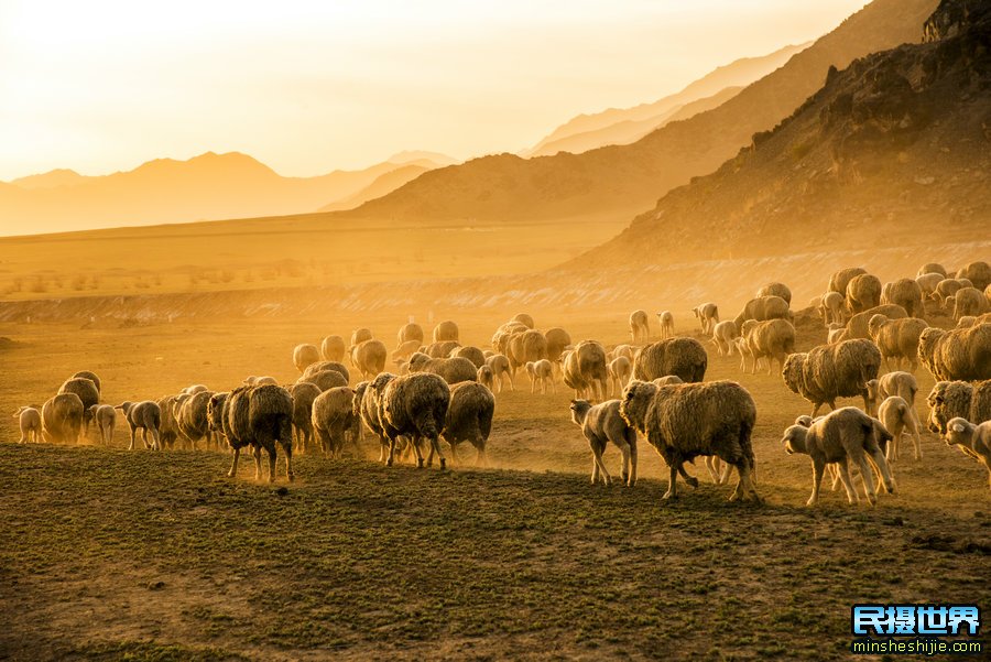 2021新疆摄影团 新疆摄影旅游线路 牛羊群