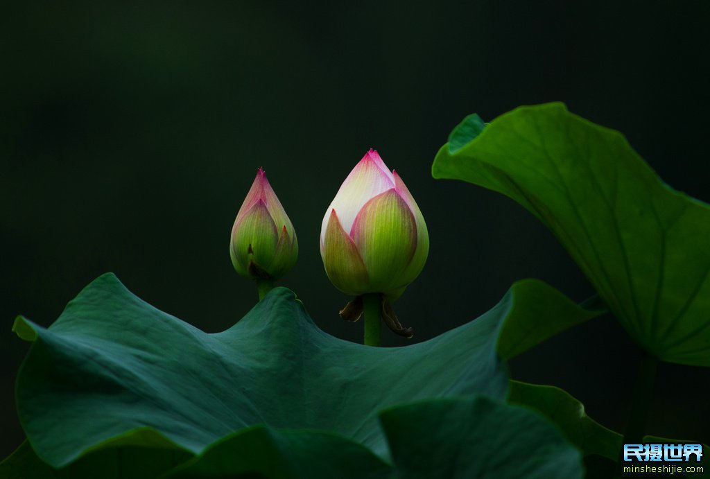 民摄世界 最实用的花卉摄影技巧-生活中不可缺少的花卉摄影要点