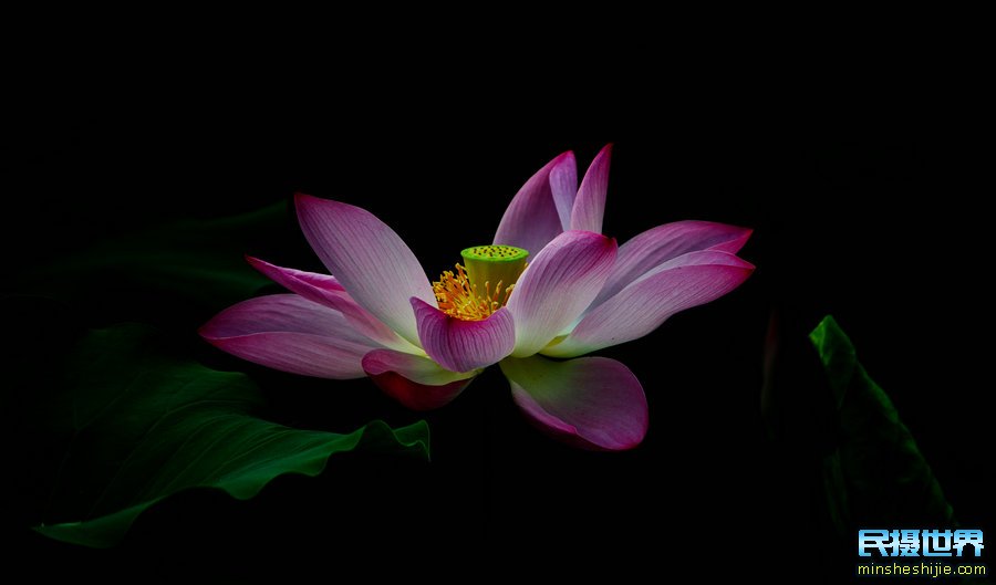 民摄世界 最实用的花卉摄影技巧-生活中不可缺少的花卉摄影要点