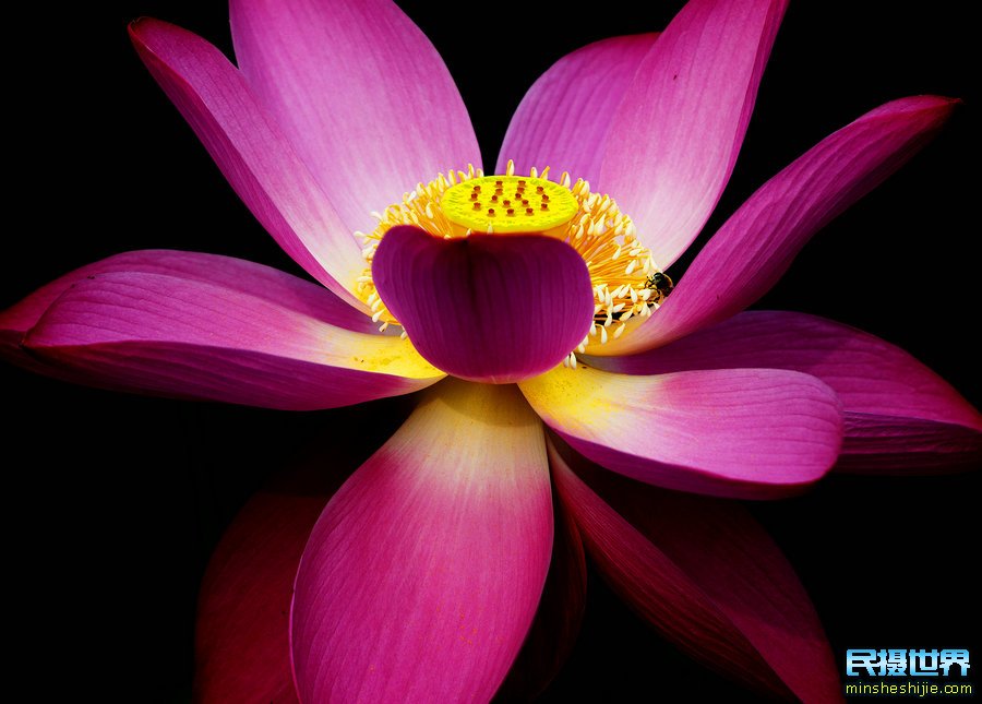民摄世界 最实用的花卉摄影技巧-生活中不可缺少的花卉摄影要点