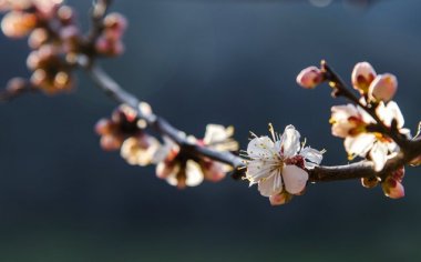 最实用的花卉摄影技巧-生活中不可缺少的花卉摄影要点