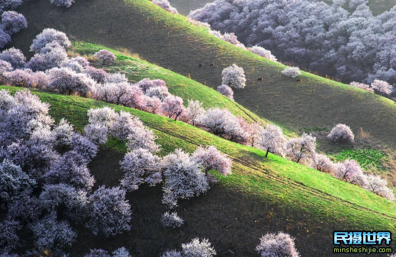 民摄世界4月新疆杏花摄影团-感受四月杏花沟摄影的魅力