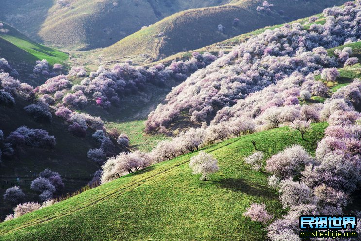 民摄世界4月新疆杏花摄影团-感受四月杏花沟摄影的魅力