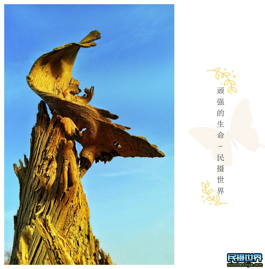 新疆胡杨摄影团-南疆大环线摄影团-含塔里木河胡杨了-和田-帕米尔-白沙湖-红旗拉普-喀什摄影团