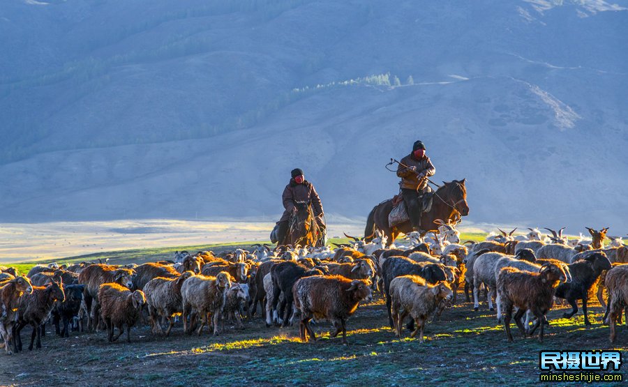 新疆牧民转场时间 牛羊转场时间