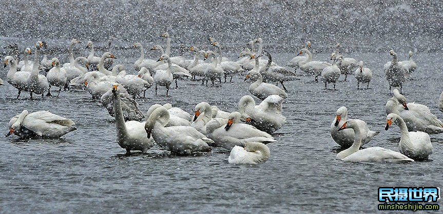 黄赞老师为您解说去冬季新疆天鹅泉摄影团采风三大奇观