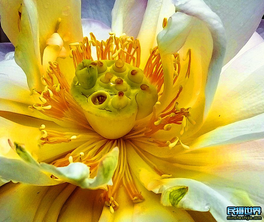 春夏花卉摄影技巧-提升您微距摄影的实用技巧与注意事项