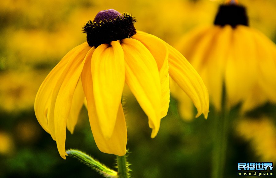 春夏花卉摄影技巧-提升您微距摄影的实用技巧与注意事项