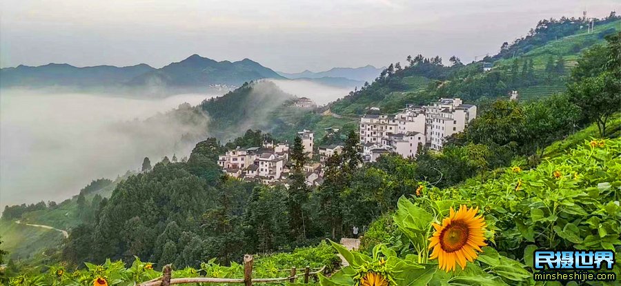 婺源向日葵花与三清山摄影团-感受山间雾漫向日葵摄影美景团