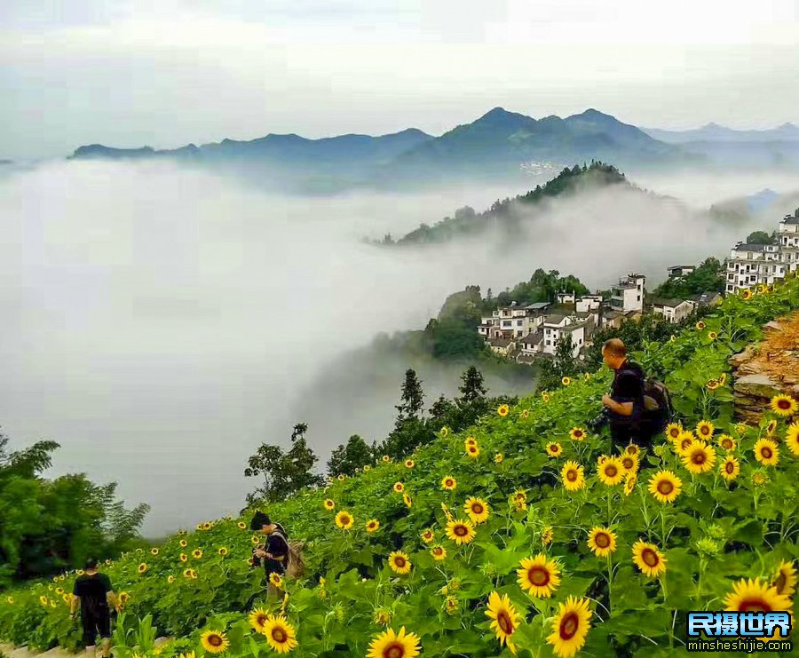 婺源三清山向日葵花海摄影团-感受雾漫山间向日葵美景摄影团